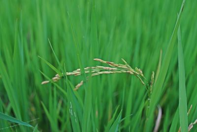 Close-up of wheat growing on field