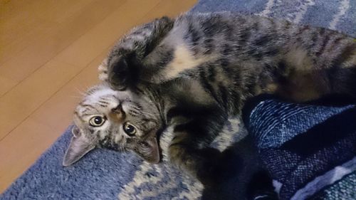 High angle view of kitten relaxing on floor