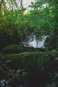 Trees growing in forest