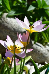 Close-up of purple crocus flowers