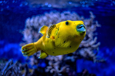 Yellow golden puffer guineafowl puffer fish underwater