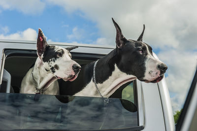 Dog on car against sky