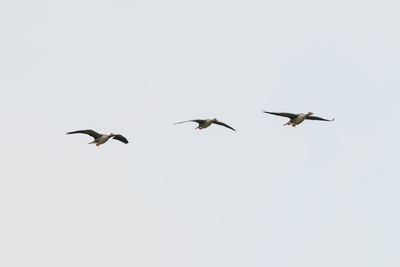 Low angle view of birds flying