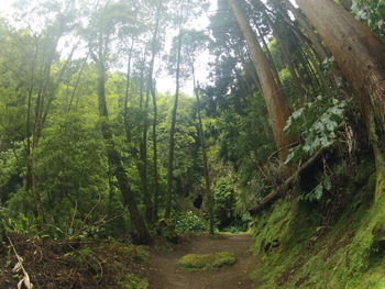 View of trees in the forest