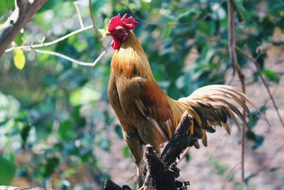 Kampong chicken