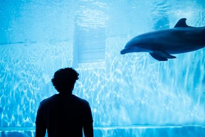 Rear view of silhouette man swimming in aquarium