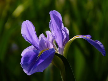 Close-up of purple flowering plant