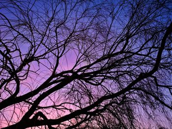 Low angle view of silhouette bare tree against sky