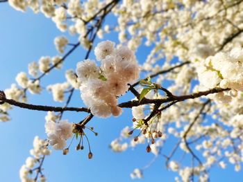 Low angle view of cherry blossoms against blue sky