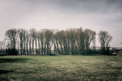 Scenic view of grassy field against sky