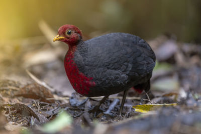 Close-up of bird perching on a field