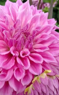 Close-up of pink flowers blooming outdoors