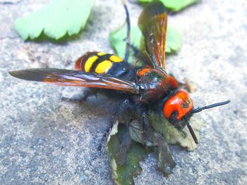 Close-up of insect