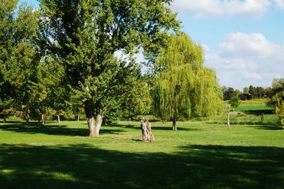 Trees on field against sky