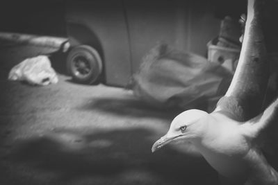 Close-up of bird on hand