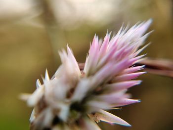 Close-up of pink flowering plant