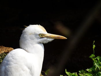 Close-up of a bird