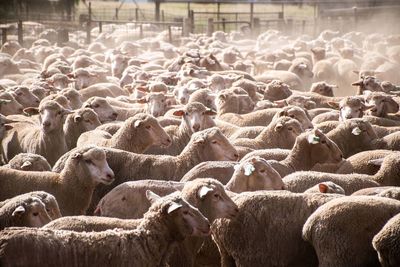 Full frame photograph of a flock of sheep