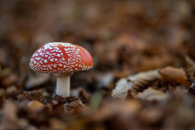 Close-up of fly agaric mushroom on field