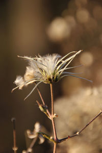 Close-up of wilted plant