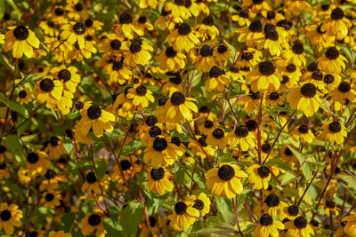 Full frame shot of yellow flowering plant