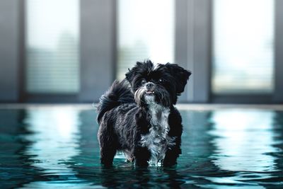 Black dog in a swimming pool