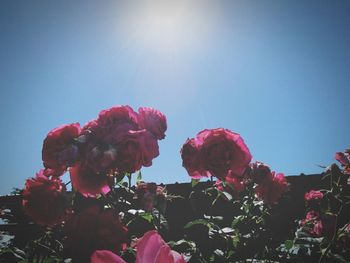 Low angle view of pink flowering plants against sky