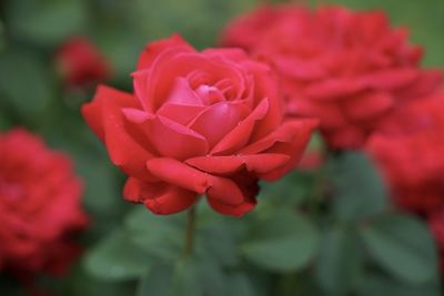 Close-up of red rose