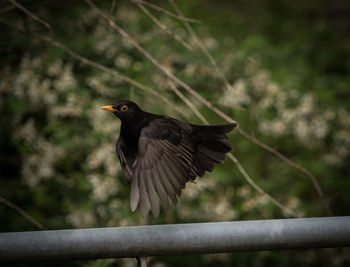 Close-up of a bird flying against blurred background