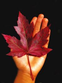 Close-up of hand holding maple leaf during autumn