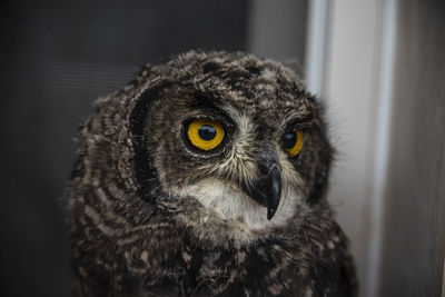 Close-up portrait of owl