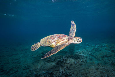 Turtle swimming in sea