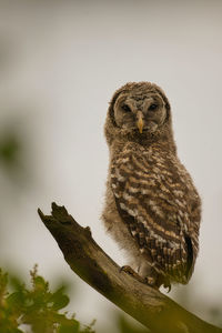 Close-up of owl perching on tree