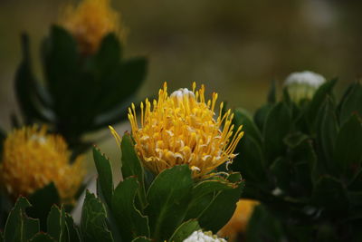 Close-up of yellow flowering plant