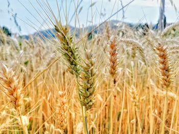 Close-up of wheat growing on field