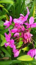 Close-up of pink flowers blooming outdoors