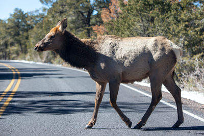 Side view of a horse standing on road