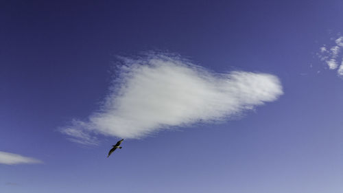 Low angle view of bird flying against blue sky