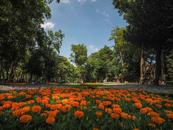 View of flowering plants and trees on field