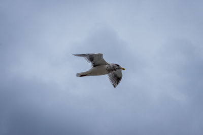 Low angle view of seagull flying in sky