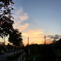 Trees against sky during sunset