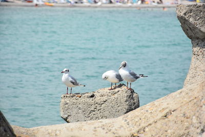 Seagulls perching on a sea