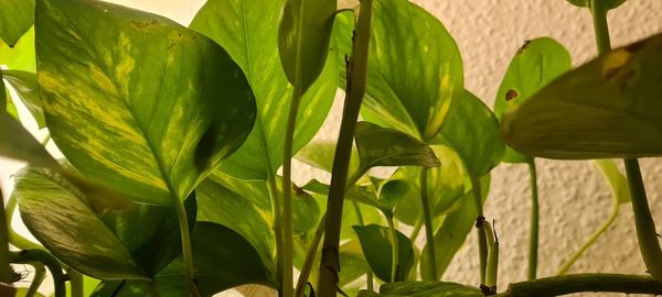 Close-up of fresh green leaves