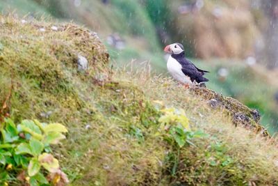 Puffin on field during rainy season