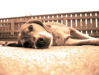 Close-up of dog relaxing outdoors