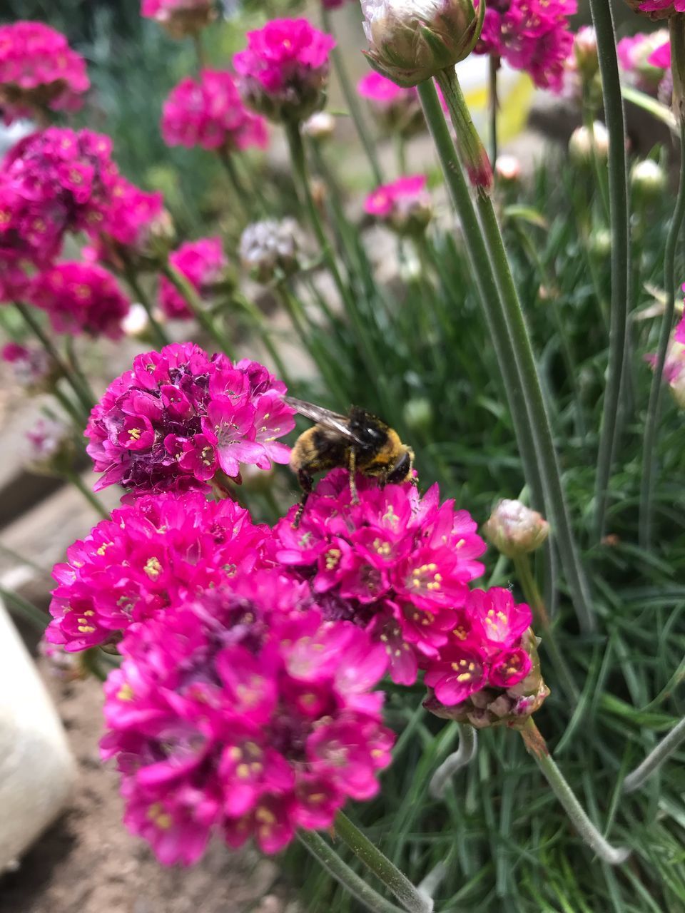 CLOSE-UP OF BEE POLLINATING FLOWER