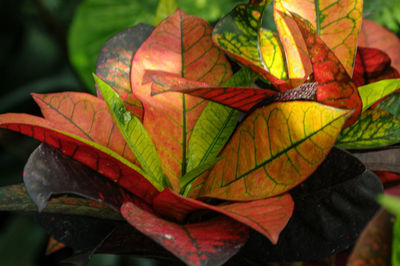 Close-up of autumnal leaves