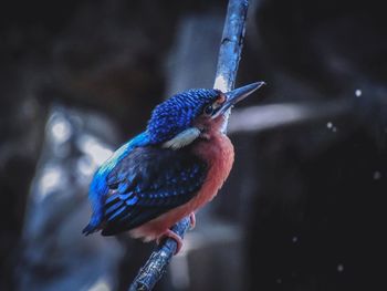 Close-up of bird perching on a branch