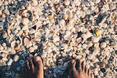 Low section of man standing on seashells at beach