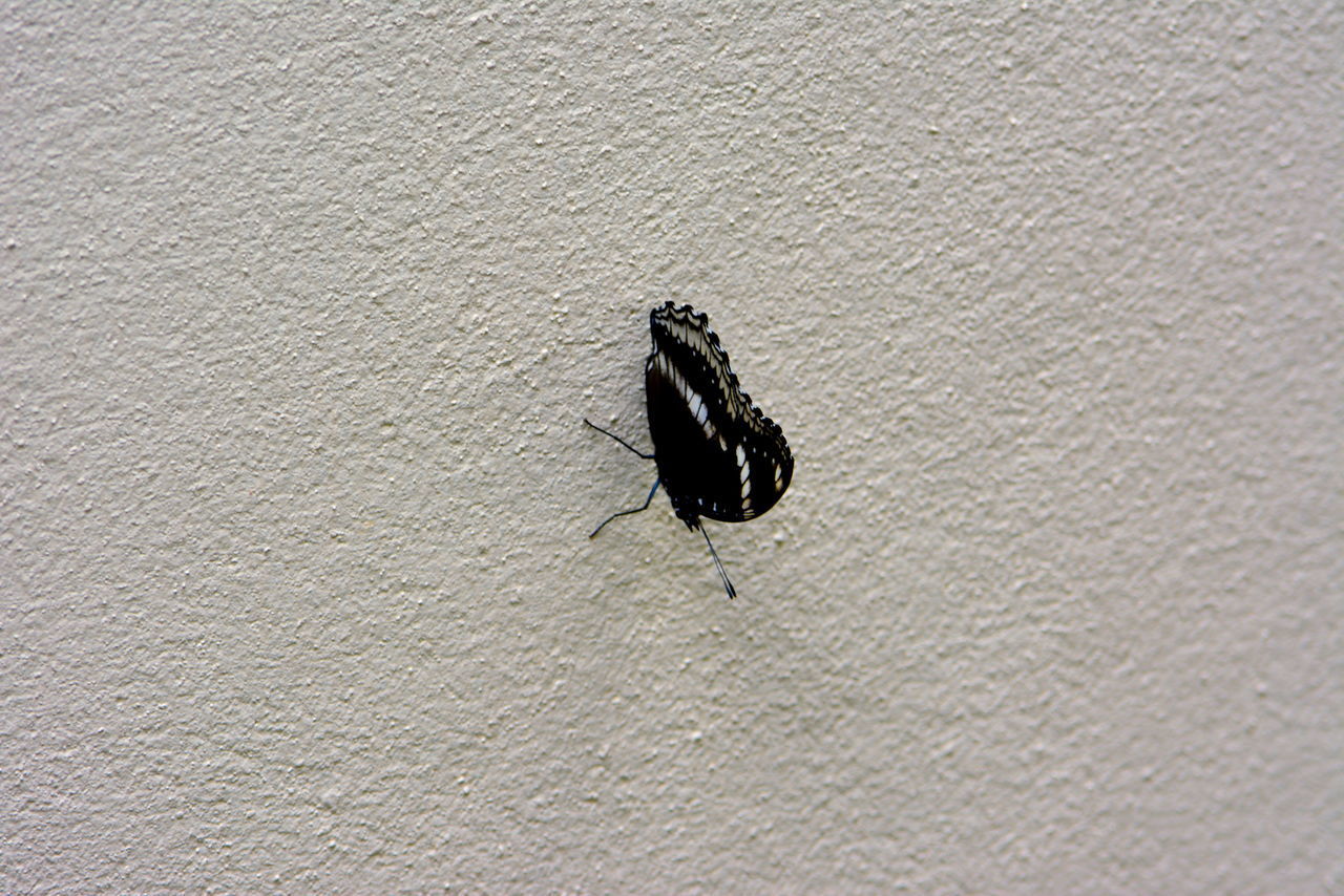 HIGH ANGLE VIEW OF BLACK INSECT ON WALL